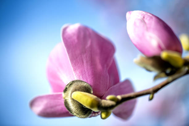 Springtime. Pink magnolia flowers on tree in spring season with blue sky background.