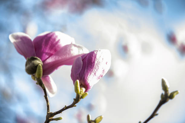 Springtime. Blooming pink magnolia tree branch and  flowers against blue sky background.