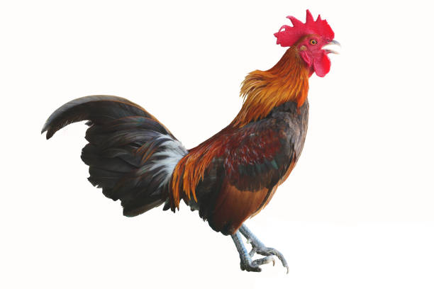 istock Bantam chicken is standing and crowing isolated on white background 1211273290