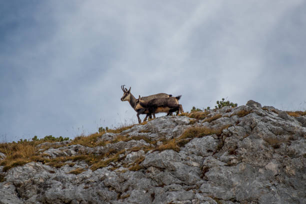 istock Chamois family on a mountain top 1211273431