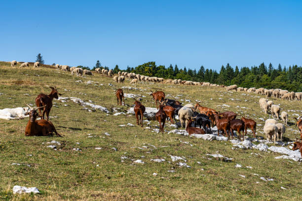View of Vercors landscape, sheeps with cattle dog near Chamaloc, France
