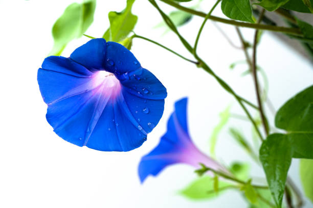 Blue Morning glory Blue flower of morning glory on a white background. morning glory photos stock pictures, royalty-free photos & images