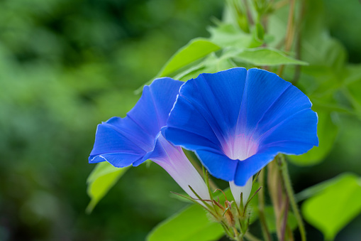 Blue morning glory is blooming.