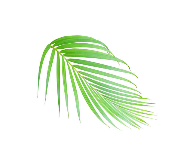 istock tropical green palm leaf tree isolated on white background 1211274174