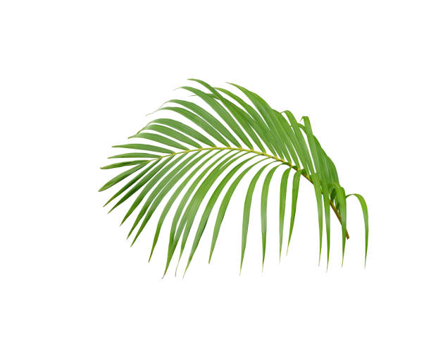istock tropical green palm leaf tree isolated on white background 1211274177