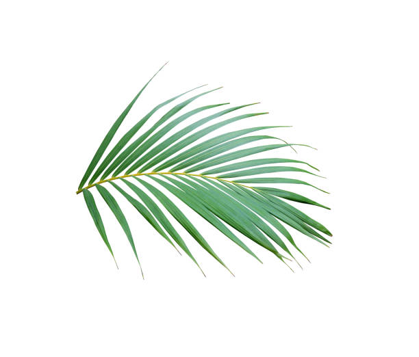 istock tropical frond green palm leaf tree isolated on white background 1211274178