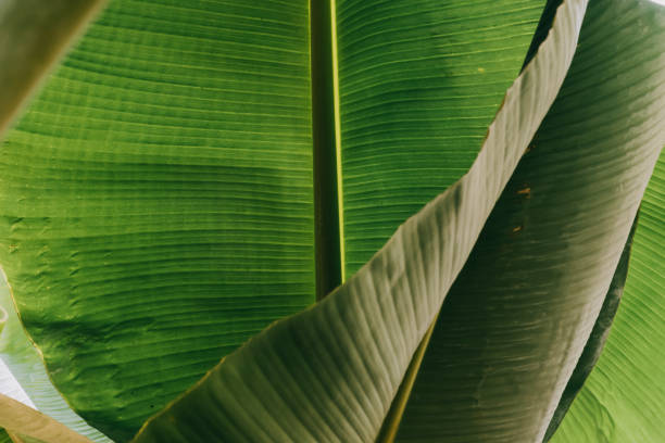 istock Abstract, nature Green leaf background and beautiful wallpaper. 1211274713