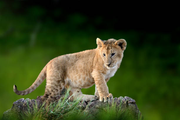 african lion cub, national park of kenya, africa - lion africa safari south africa imagens e fotografias de stock