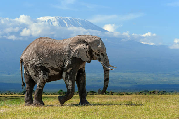 istock Elephant with a snow covered Mount Kilimanjaro in the background 1211274842