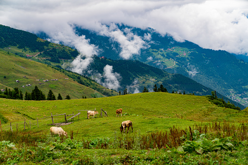 Haldizen and Karaster Hills in Trabzon under fog, Black Sea region, Turkey