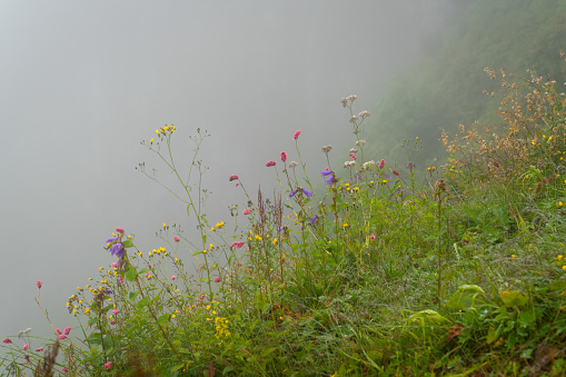 Wild flowers with dew drops, Haldizen and Karaster  in Trabzon Black Sea region, Turkey