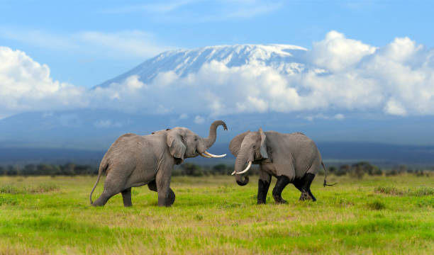 istock Elephant with a snow covered Mount Kilimanjaro in the background 1211274855