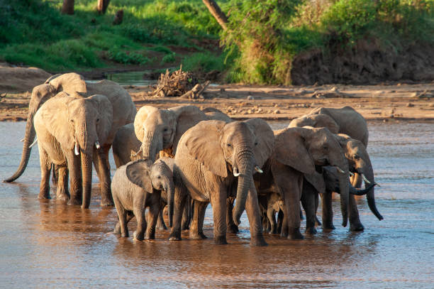 istock Group elephant in river. National park of Kenya 1211274913