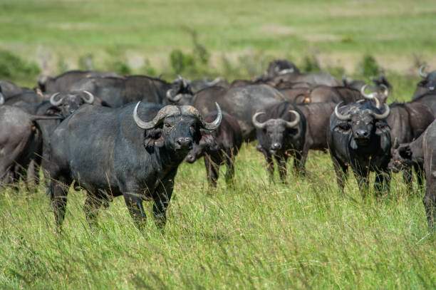 istock African Buffalo, Cyncerus cafer, standing on grass 1211274922