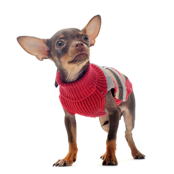 istock puppy chihuahua 121127523