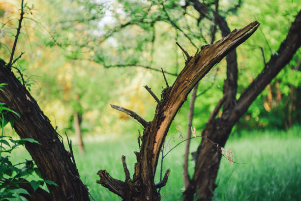 istock Broken trunk of dry tree on green bokeh background with copy space. Cracked branches and rotten trunk of tree close-up. Harm caused to nature. Dead tree in park among greenery. Natural backdrop. 1211276055