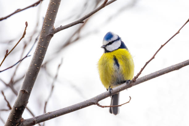 istock Eurasian blue tit in the nature 1211277093