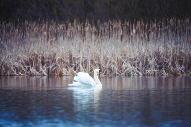Wild mute swan swim in spring on pond, overcast weather, mystical color tone