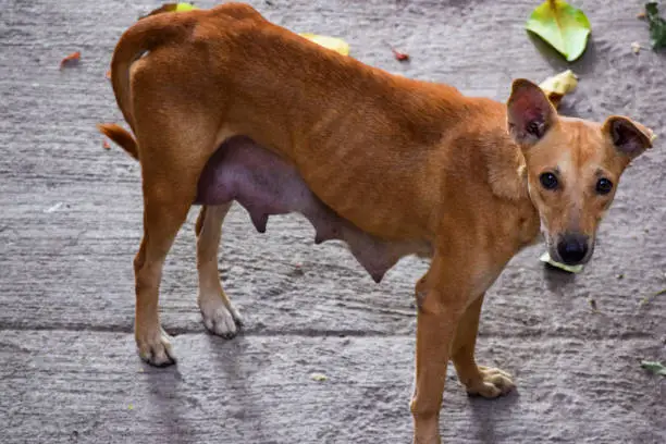 Street Dog looking towards the Camera during evening time in Delhi India, Street Dog searching for food