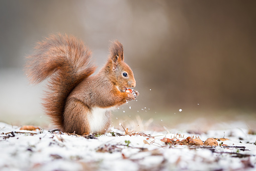 Wild Eurasian red squirrel, sciurus vulgaris, holding a nut in park and standing on snow in wintertime with copy space. Cute animal eating in nature.