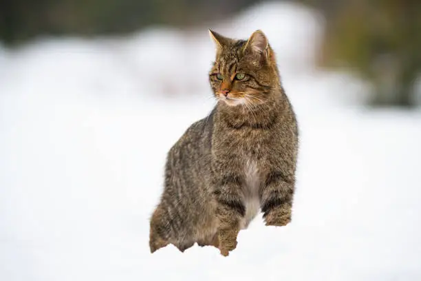 Dominant european wildcat, felis silvestris standing on high spot and looking around on snow in winter. Front view of a wild animal on horizon in freezing weather with copy space