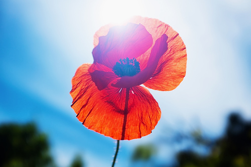 Back lit by the sun, a red Flanders poppy beautifully memorializes the First World War.