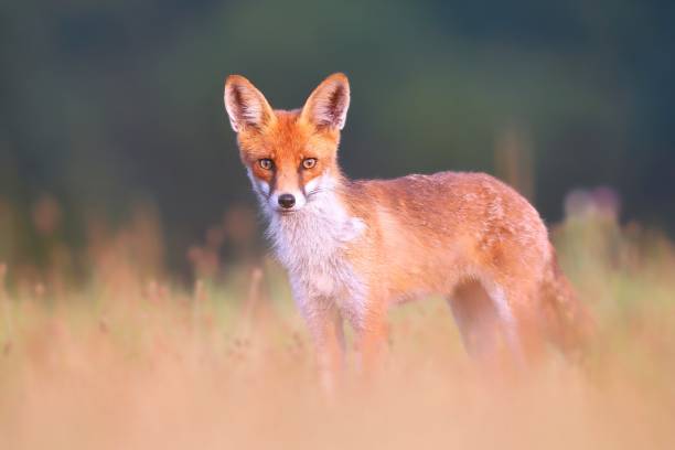 istock Red fox on a meadow looking attentively with blurred green background 1211279977