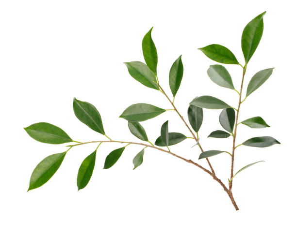 istock Twig with green leaves macro shot isolate on white background 1211280061