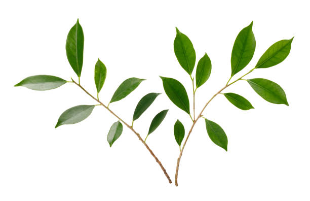 istock Twig with green leaves macro shot isolate on white background 1211280071