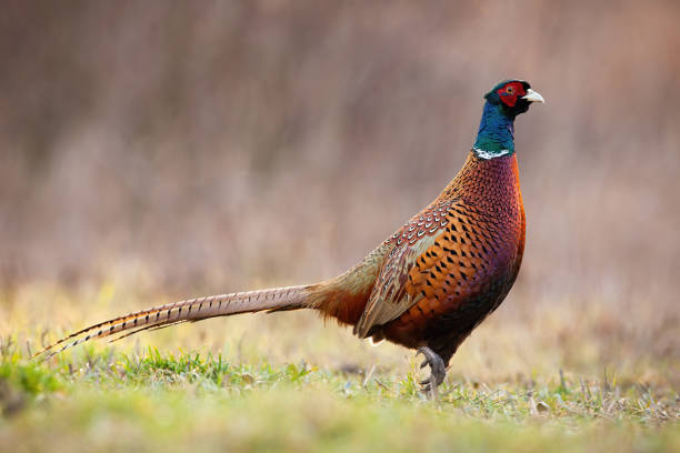 istock Side view of dominant common pheasant cock in spring time. 1211280110