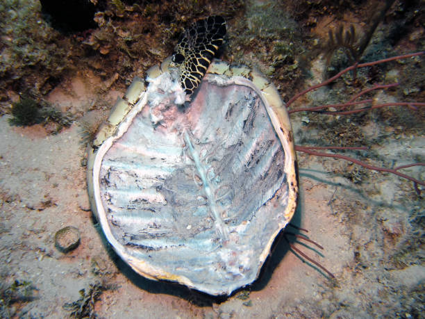 istock The remains of a turtle shell on the sea bed 1211280171