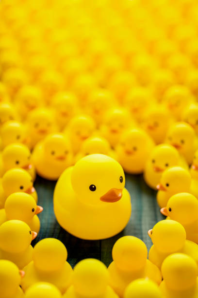 istock One large yellow rubber duck among many other small yellow rubber ducks gathered looking at the large duck, set on a turquoise wooden background. 1211280239