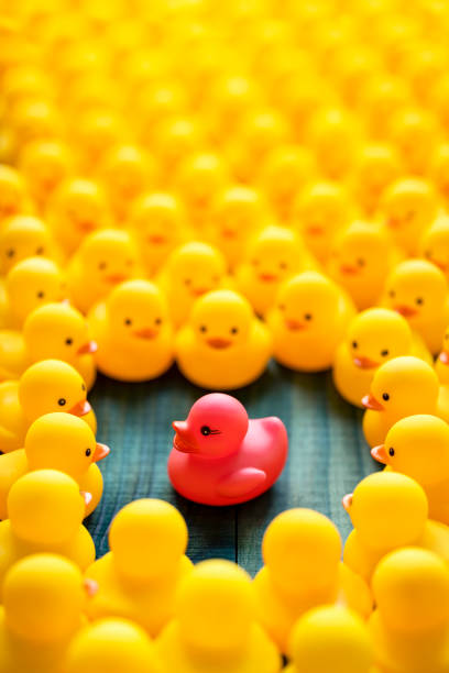 istock One different pink rubber among many yellow rubber ducks gathered around and looking at the pink duck, set on a turquoise wooden background. 1211280257