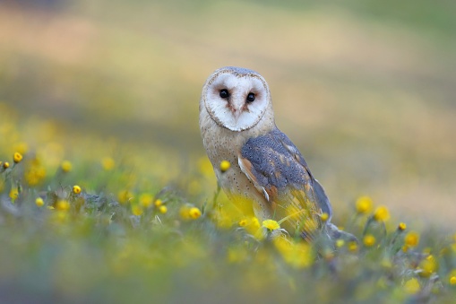 Barn owl, tyto alba, sitting on the ground between yellow wild flowers in summer. Wise looking wild bird with bright and golden feathers looking towards camera in nature with copy space.