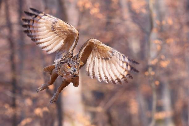 istock Eurasian eagle-owl flying forward with wings open in autumnal nature 1211280393