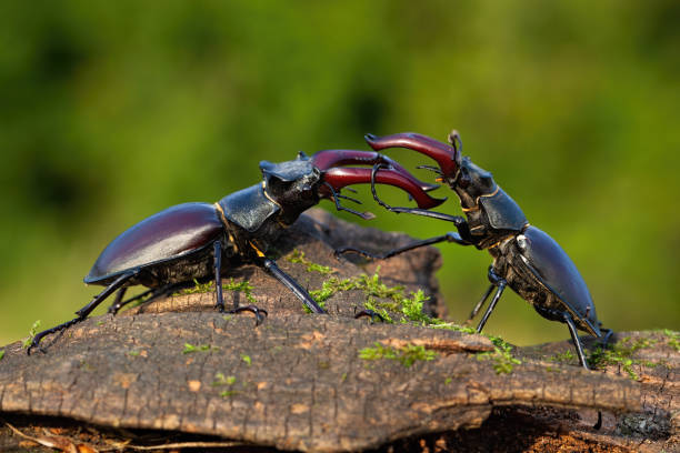 величественные жуки оленя, стоящие друг против друга, готовы сражаться - радужный жук олень фотографии стоковые фото и изображения