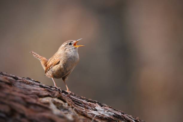istock Tiny eurasian wren, troglodytes troglodyte, singing in spring forest 1211280990