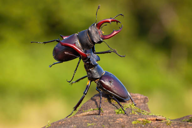 два оленя жуков оспаривая свою власть над территорией - жук олень стоковые фото и изображения
