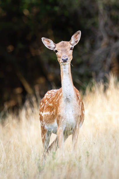 istock Fallow deer doe with innocent look facing camera on a meadow in summer 1211281125