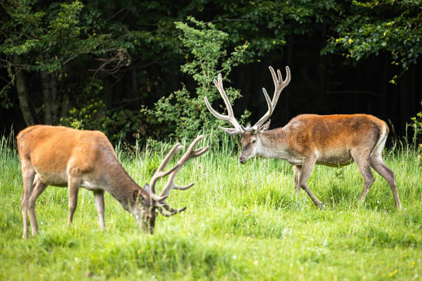 istock Two red deer stags grazing and feeding on a glade in spring. 1211281165