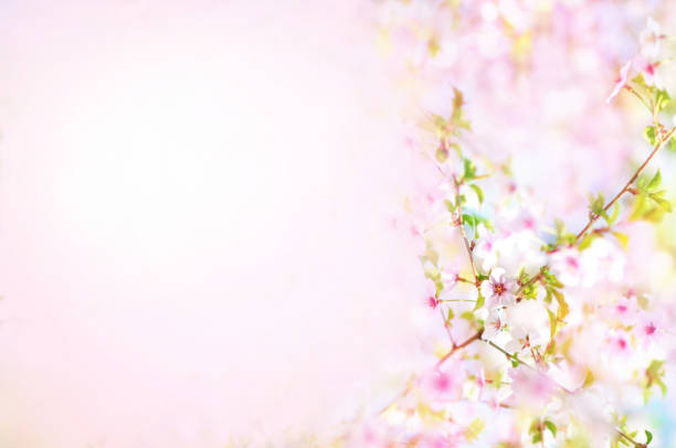 istock Spring cherry blossom, springtime pink flowers bloom 1211281518