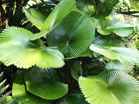 Closeup photo of a group of beautiful vibrant green fan palm leaves in a garden