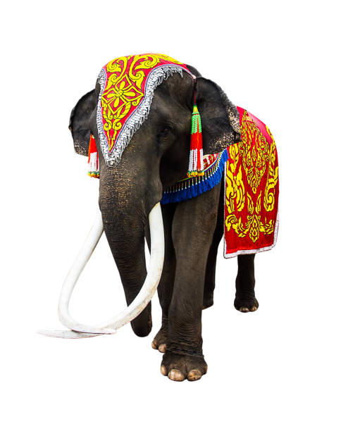 Elephant has beautiful and large isolated on white background. colorful painted elephant head ,Decorated elephants in Thailand.