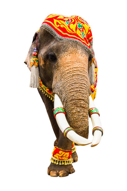 istock Elephant has beautiful and large isolated on white background. colorful painted elephant head ,Decorated elephants in Thailand. 1211282511