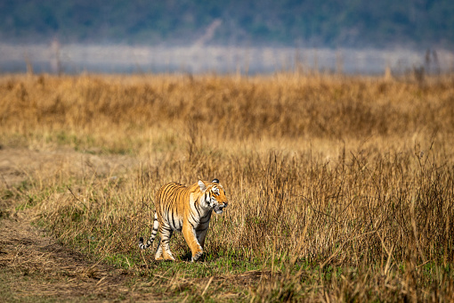 Tigre salvaje en merodeo Tigresa caminando en hermoso paisaje de la zona de pastizales de fondo de la zona de dhikala safari en el parque nacional jim corbett o reserva de tigre, uttarakhand, india - panthera tigris photo