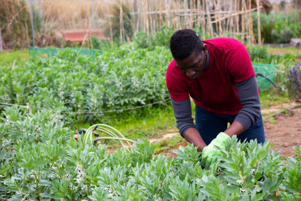 istock African-American gardener checking legume bushes 1211287175