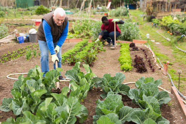 istock Mature man with hoe in the garden 1211287212