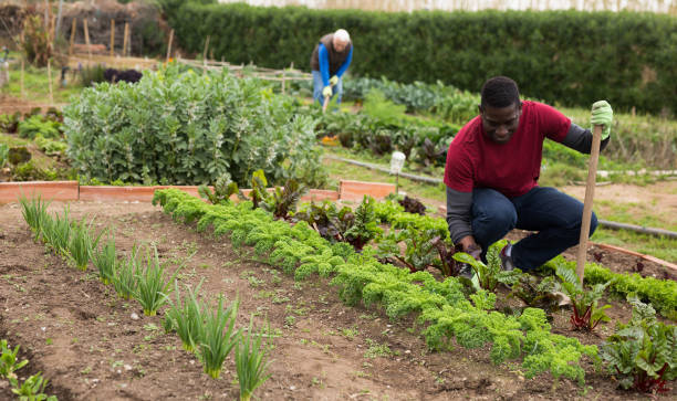 istock African american man with mattock working  in garden 1211287241