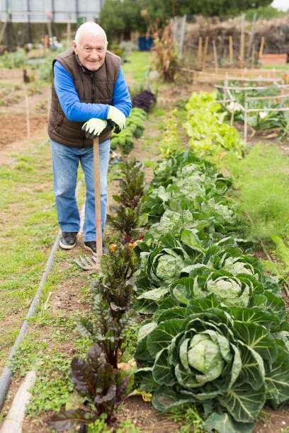 istock Senior man  gardener with mattock working in garden 1211287242