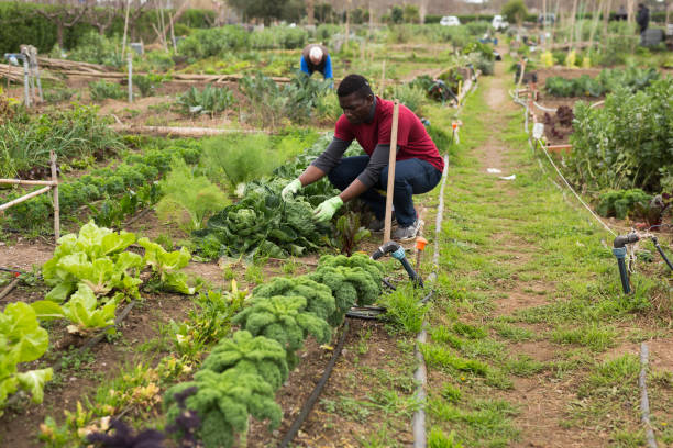 istock African american gardener picking fresh cabbage in garden 1211287252